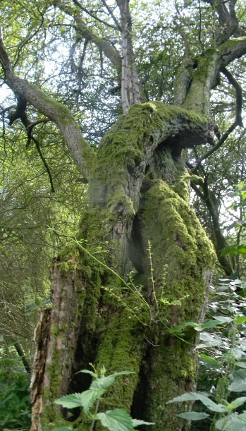 Gnarled mossy tree Shoreham figure of 8