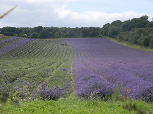 Harvesting lavender Shoreham figure of 8