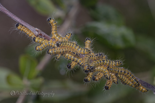 _IMG3634 Buff-tip caterpillar - Phalera bucephala
