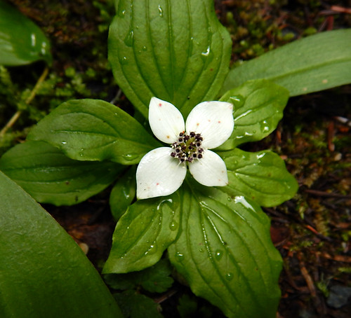 White wildflower on the path to the Lower Joffre Lake on the Duffey Lake Road (Hwy 99) BC