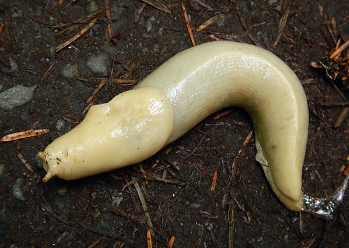 Banana slug on the trail at Nairn Falls on the Duffey Lake Road (Hwy 99), BC, Canada