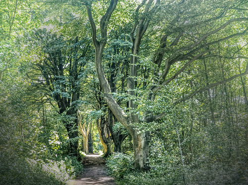 uk england stanmer sussex forest woods woodland path track mysterious mystic wicca nature natural landscape