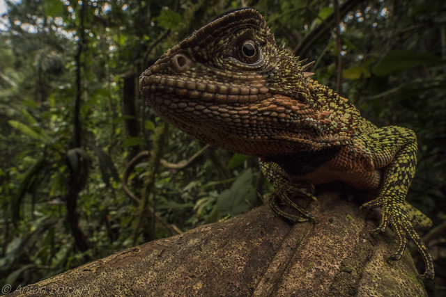 Amazon wood lizard