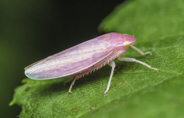 Pink Leafhopper - Gyponana sp. (Cicadellidae, Gyponinae) 119z-7212747