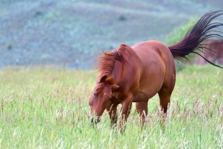 Horse | by Larry Lamsa