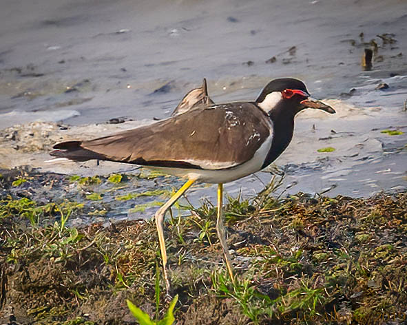 Red-wattled Lapwing (Vanellus indicus)-