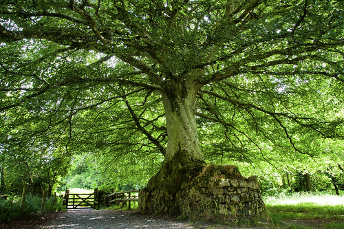 beechtree old chagford stonewall naturetakesback dartmoor nationalpark devon uk fence gate trunk path hike walk outdoors outandabout canon eos50d tamron 17050mm landscape nature tree sunshine summer