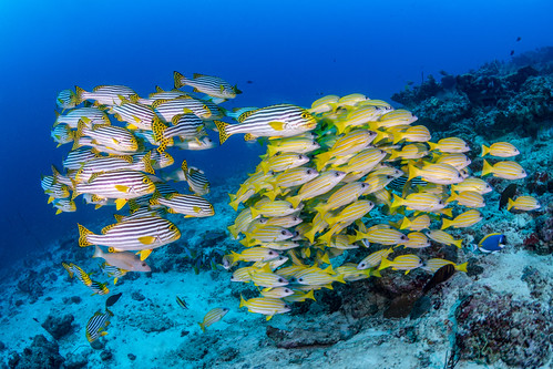 Reeffish_03 ©Martin Strmiska