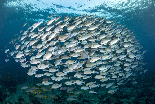Reeffish_08 ©Martin Strmiska