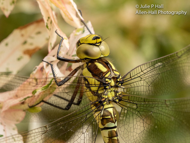 Southern Hawker, Dragonfly, July 2019-3