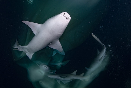 Nurseshark_01 ©Martin Strmiskajpg