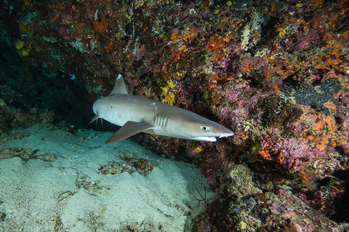 Whitetip_01©Mark Stickler