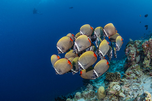 Reeffish_04 ©Martin Strmiska