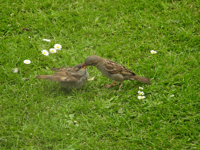 Sparrow Feeding the kids