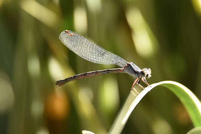 Damsel fly, backyard pond.