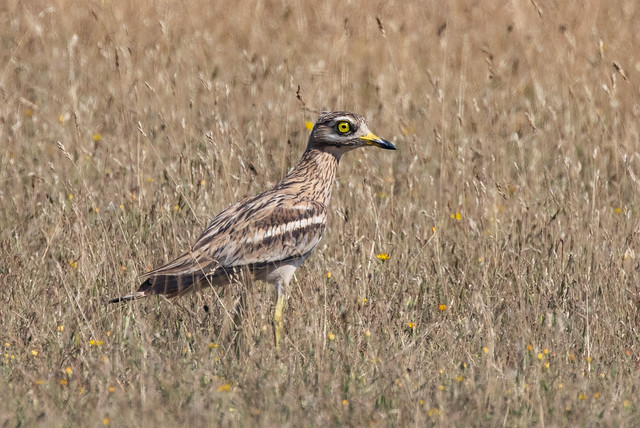 stone curlew (12)