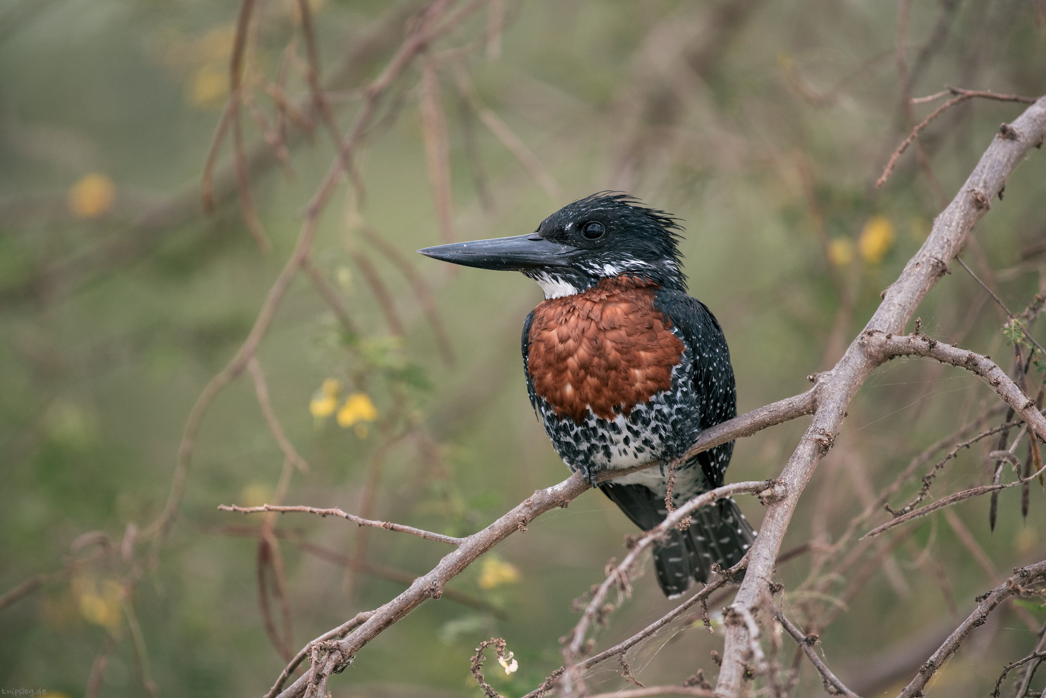 Cousin of the kingfishers