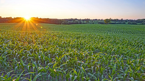 sonya7ii sony sonyfe24240mm sky sunset farm corn farmfield farming cornfield agriculture ontario ontariofarming ontarioagriculture
