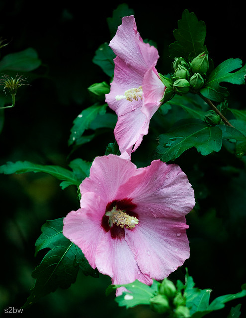 Hibiscus- Rainy Day.jpg