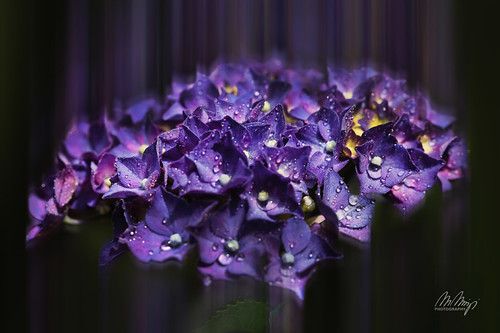 Summer Rain I by Monika Müthing, Hydrangea (Best viewed large)

2019 © Monika Müthing - All rights reserved

<a href="http://www.flui