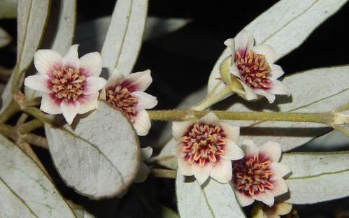 Southern Sassafras Atherosperma moschatum subsp. integrifolium