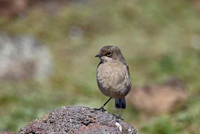 Moorland Chat (Bale Mountains NP)