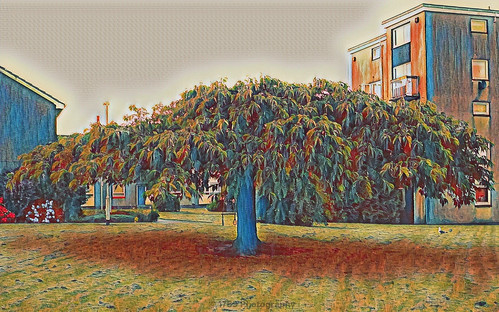 chestnuttree alexandria westdunbartonshire nature building houses grass outdoor colour vivid art artwork