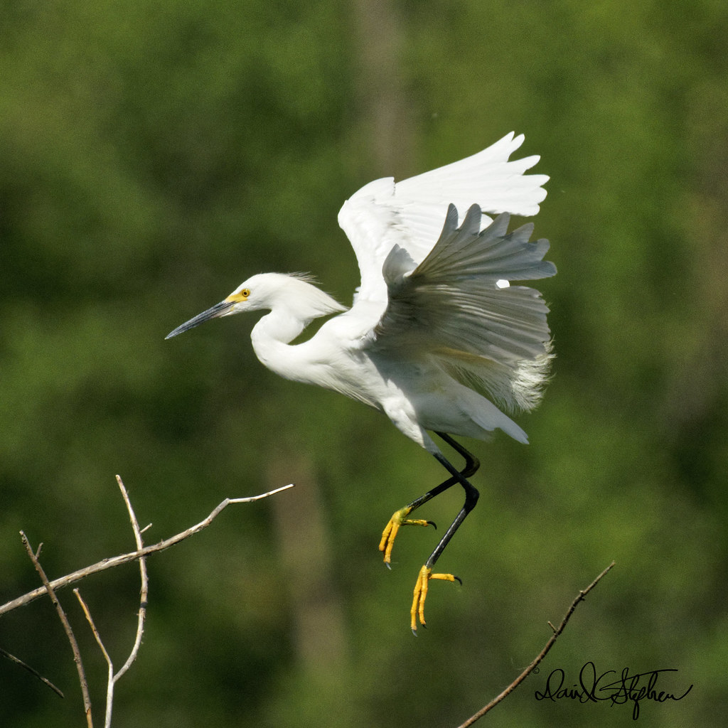 Snowy Egret Comes In For Landing