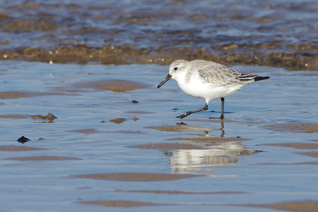 K32P7184c Looking back to cooler days! Sanderling, Titchwell Beach, February 2019