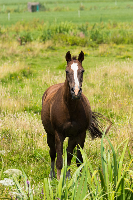 Horse | Paard