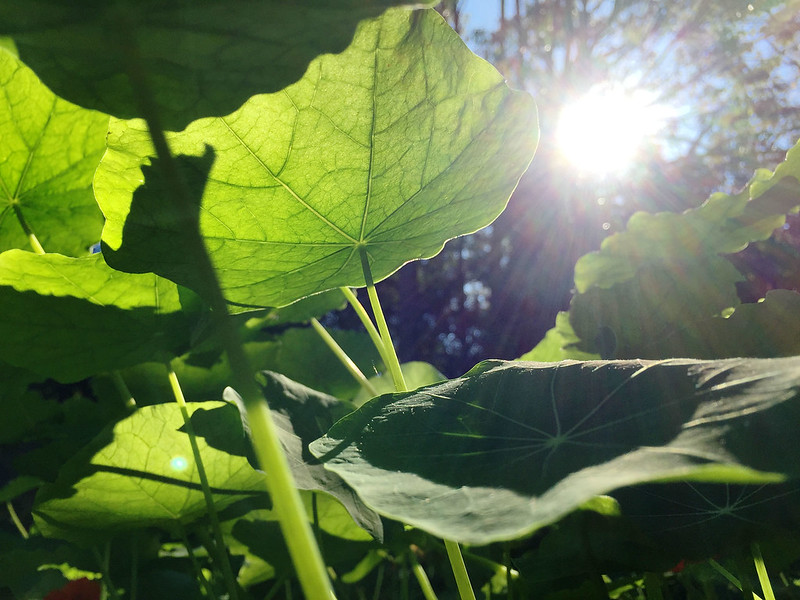 Under the nasturtiums