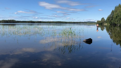 summer sweden lake landscape reed