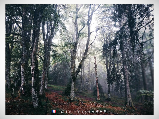 Forêt enchantée 2  -  Bewitched forest 2