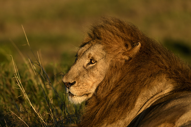 KENYAN AFRICAN LION: