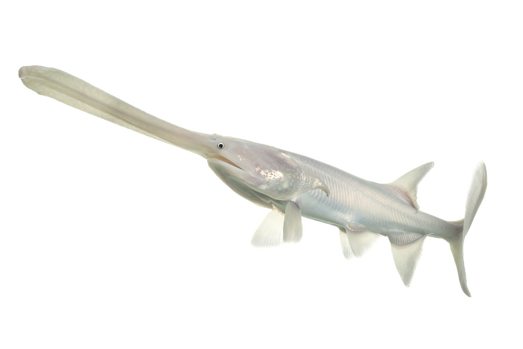 A leucistic paddlefish at Gavins Point NFH, A yearling Amer…