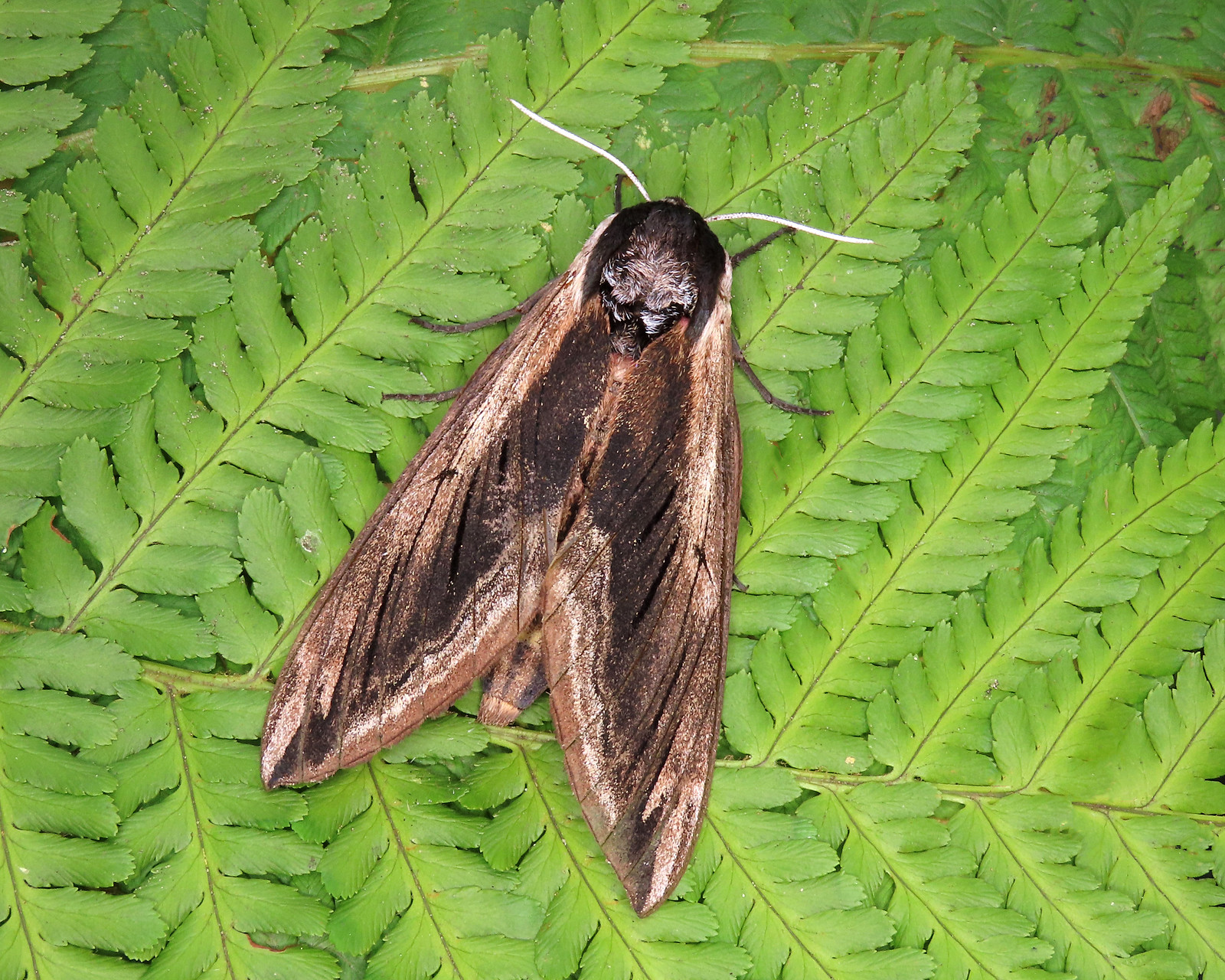 69.006 Privet Hawk-moth - Sphinx ligustri