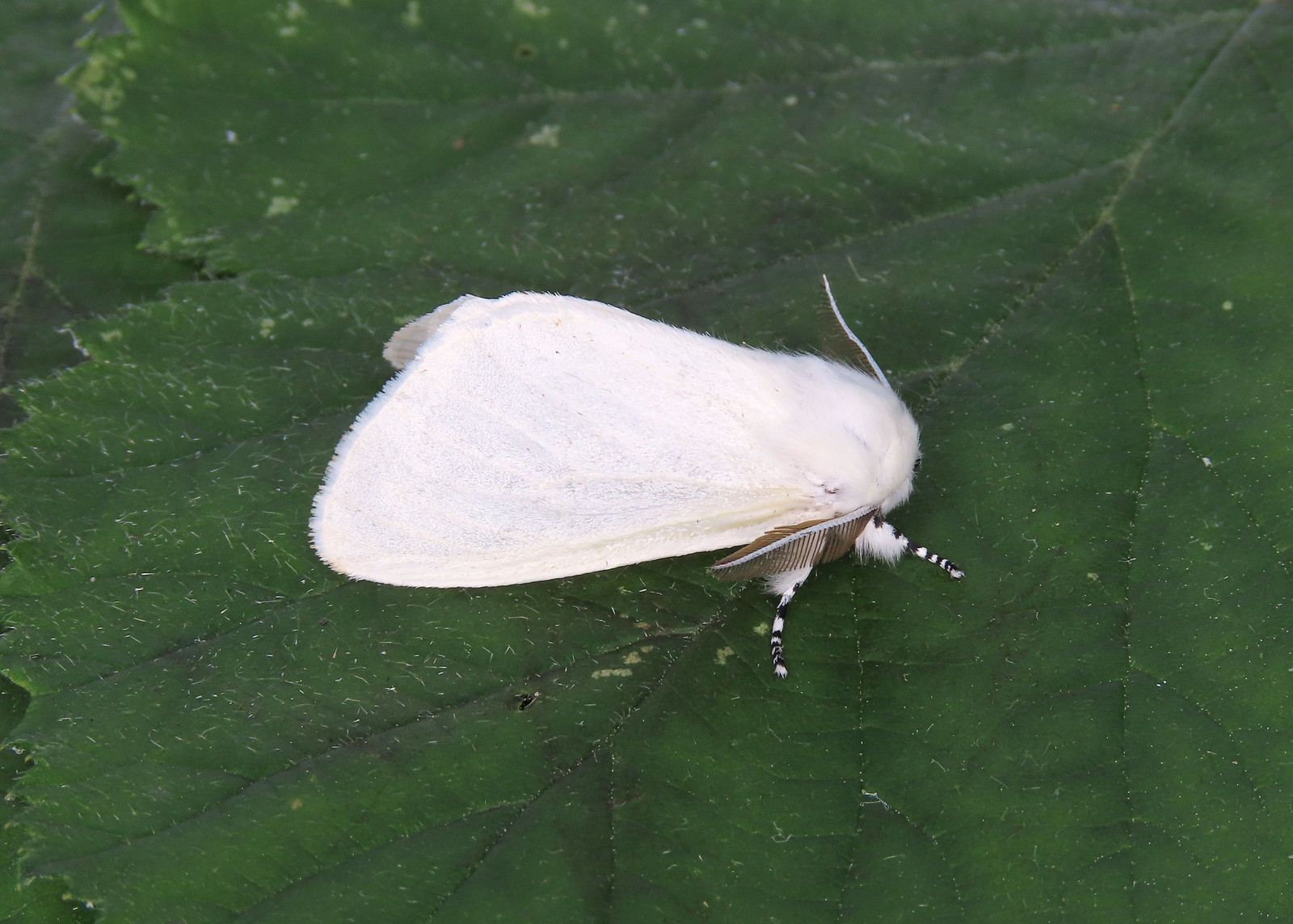 72.009 White Satin Moth - Leucoma salicis