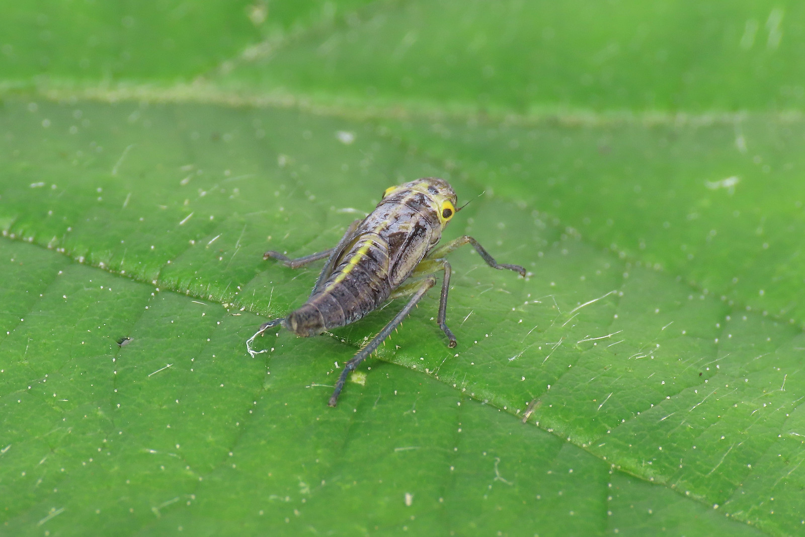 Cicadella viridis [A]