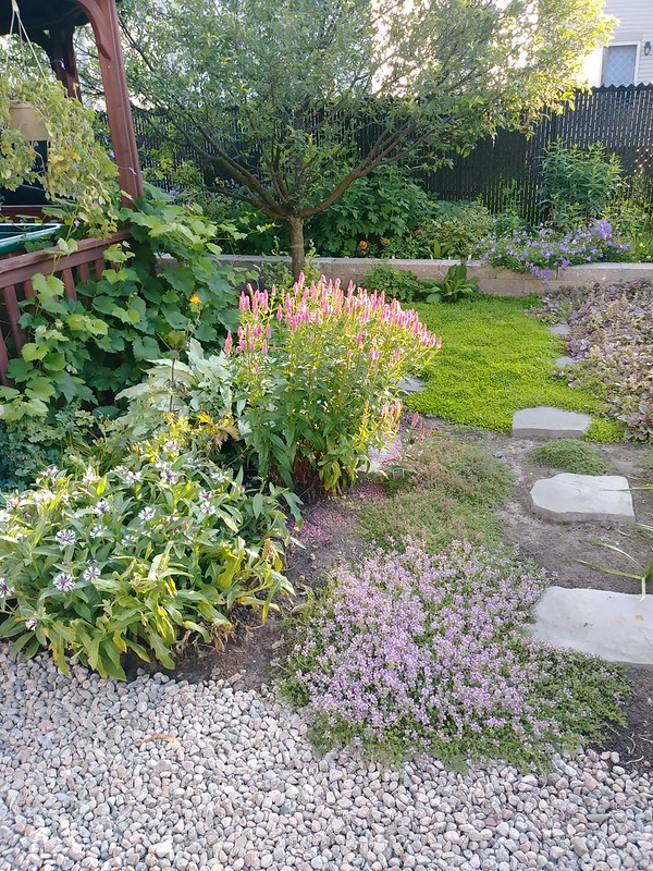 Mon petit jardin de banlieue (Lavandula 2019) - Page 12 48368558601_7667dd2794_c