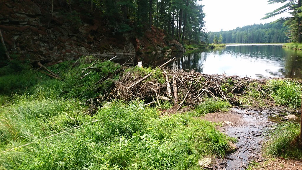 An old beaver dam