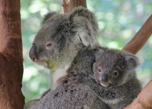 Koala and her Joey