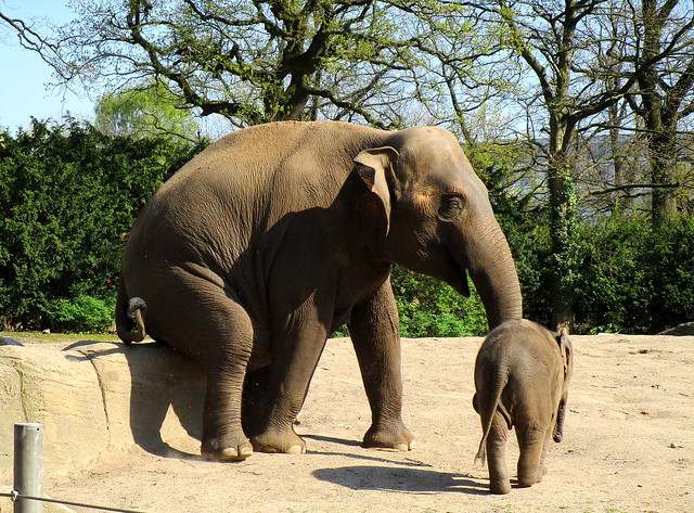 die Elefantenmutter muss sich mal hinsetzen- ich vermute, ihr juckt das Hinterteil und sie will sich schubbern