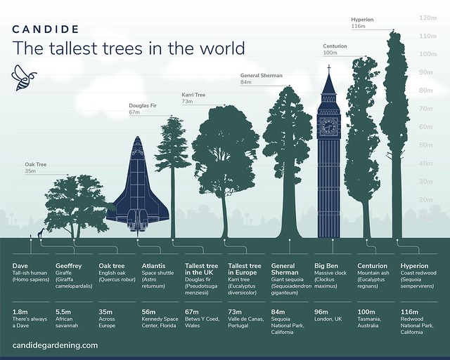 Tallest Trees in the World infographic