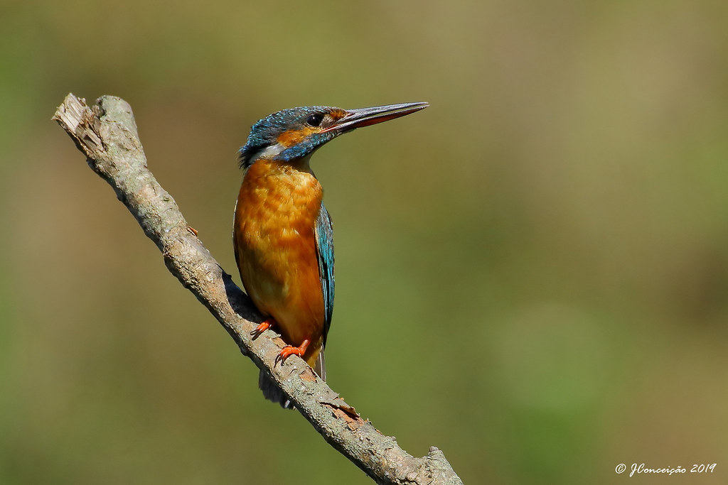 Guarda rios comum - Alcedo atthis - Common kingfisher | Flickr
