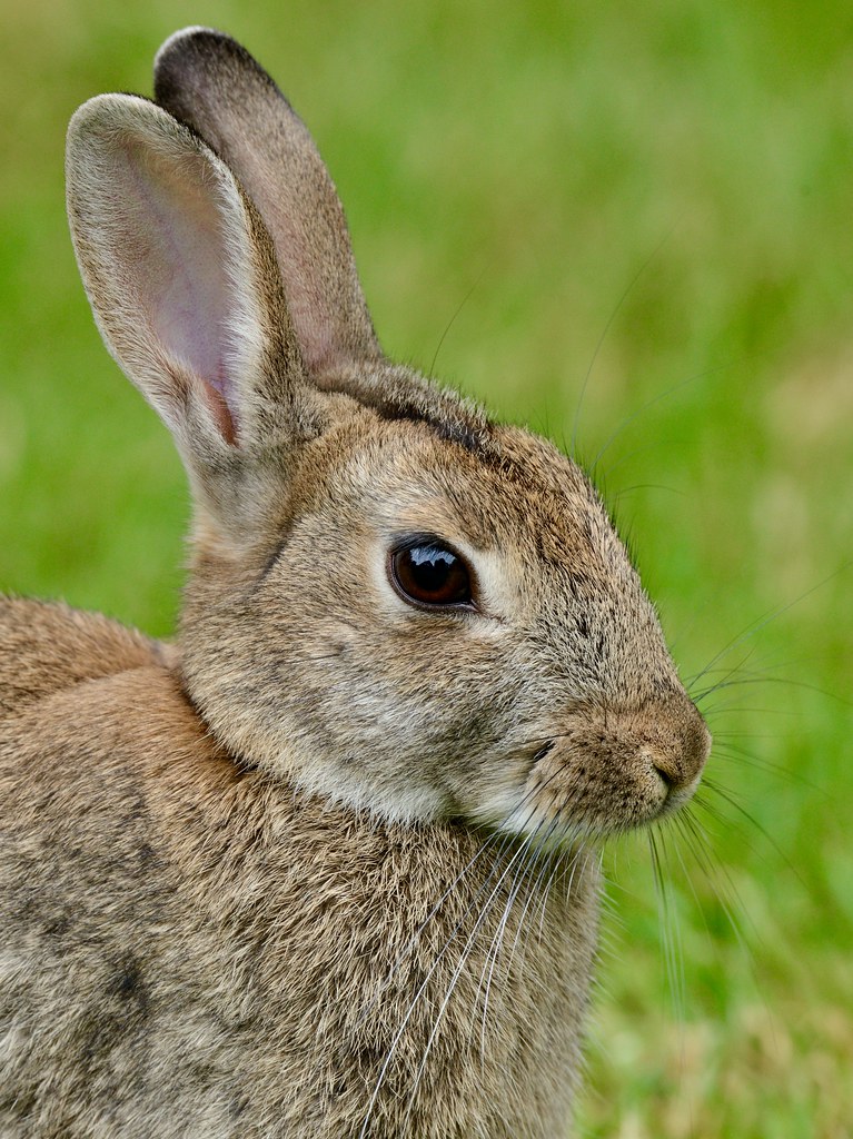 Profile picture bunny Runner Rabbit