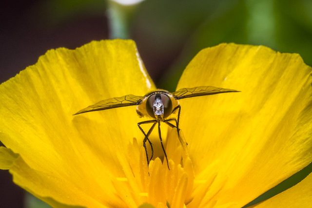 7-15-2019 bug on yellow flower-65