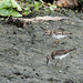 Flickr photo 'Least Sandpipers (Calidris minutilla)' by: Mary Keim.