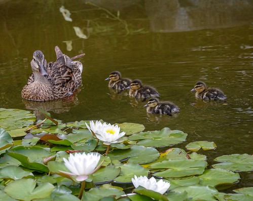 More Baby Ducks