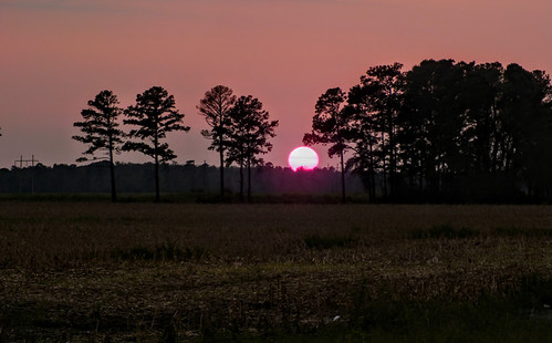 Sunset near Dover by The Crescent Limited, Sunset behind East Carolina pines near Dover, NC on a calm, late summer evening.