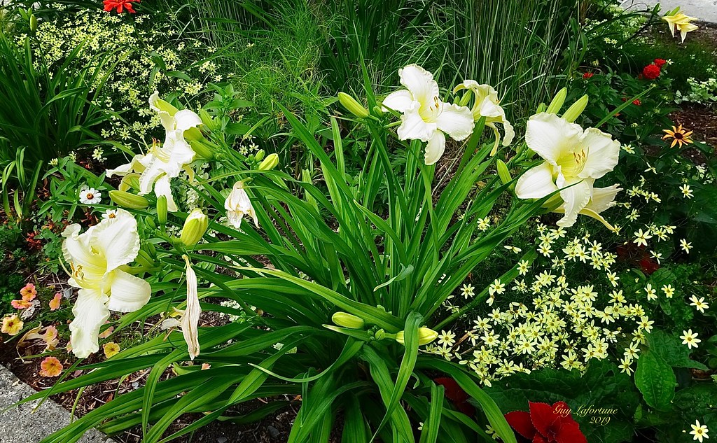 WONDERFUL LILY PLANT with PRETTY FLOWERS at MONTREAL BOTANICAL GARDEN ( Quebec ) CANADA